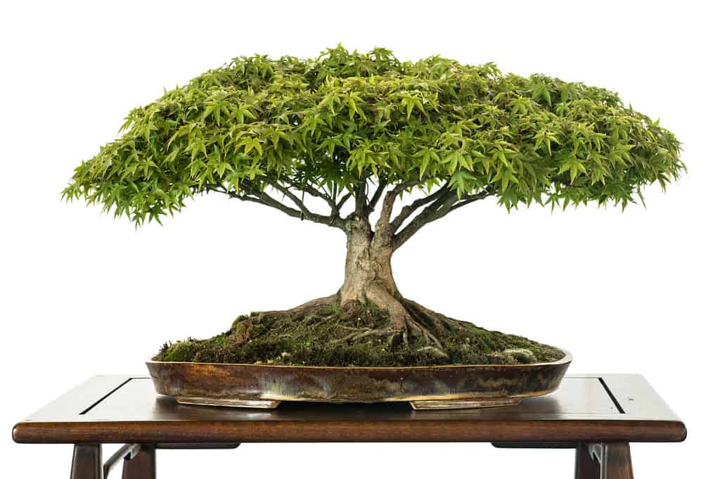 albero dei bonsai cinquefoil su priorità bassa bianca