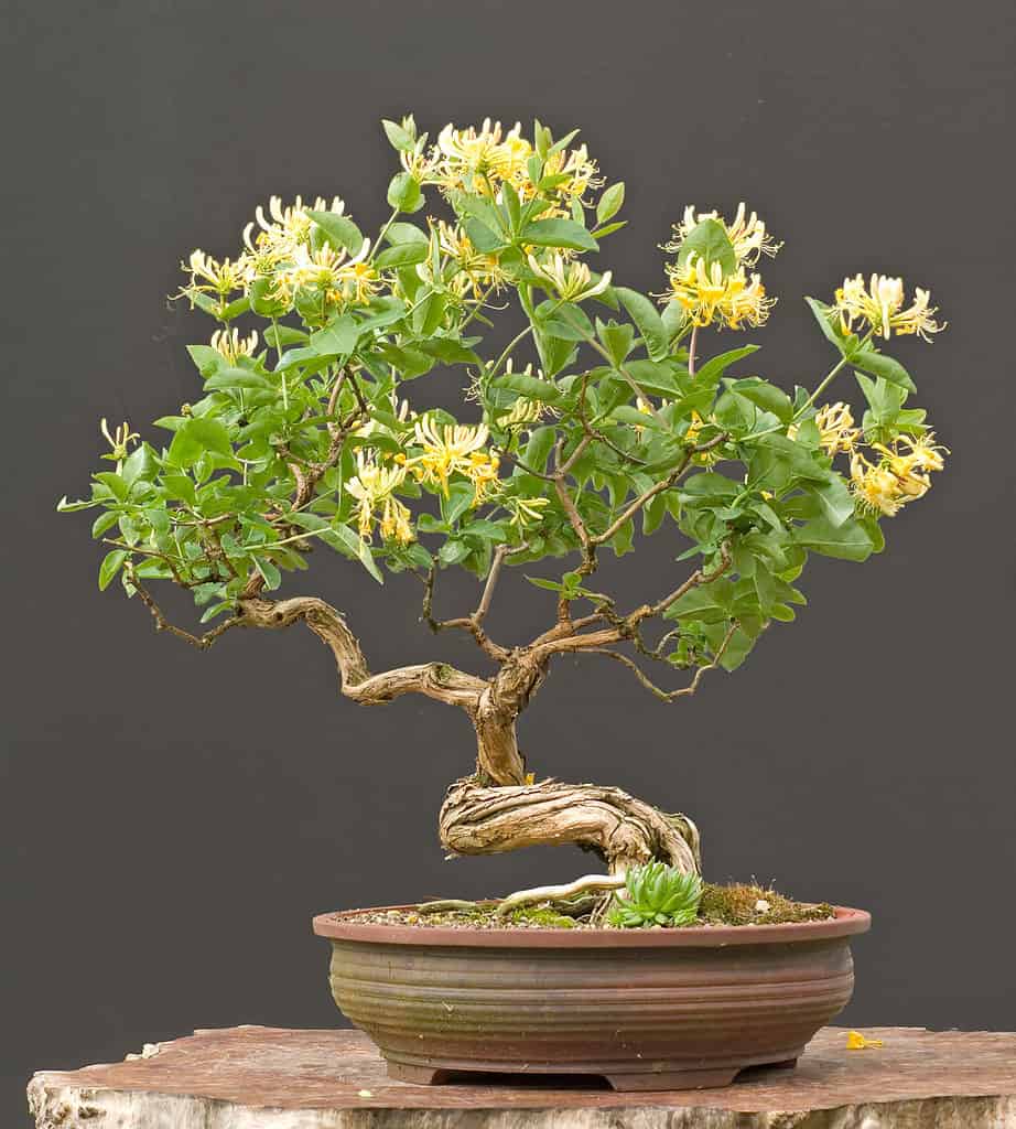 Bonsai in fiore