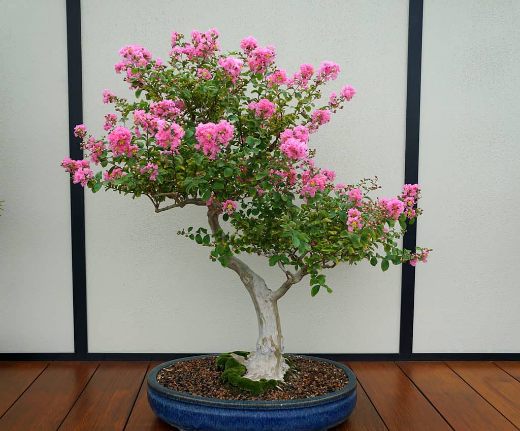 Bonsai in fiore