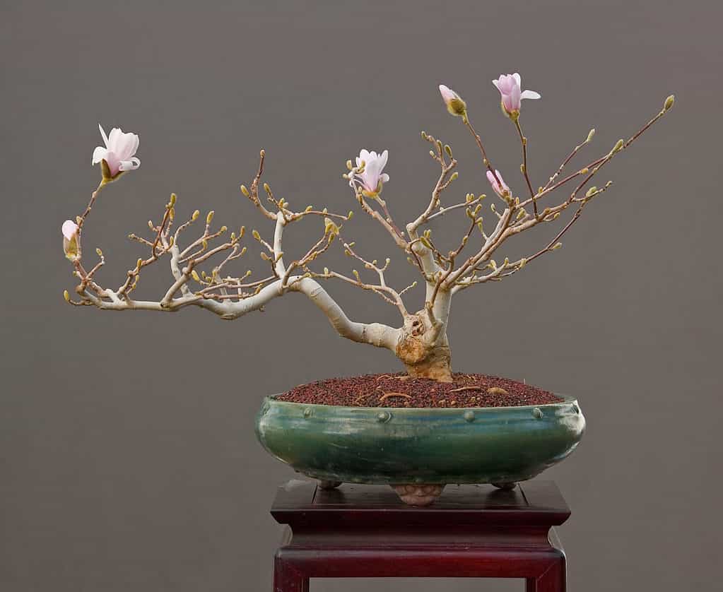 Bonsai in fiore