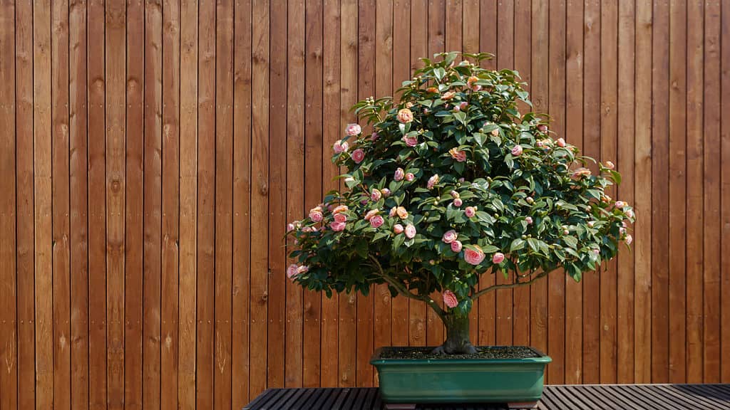 Bonsai in fiore