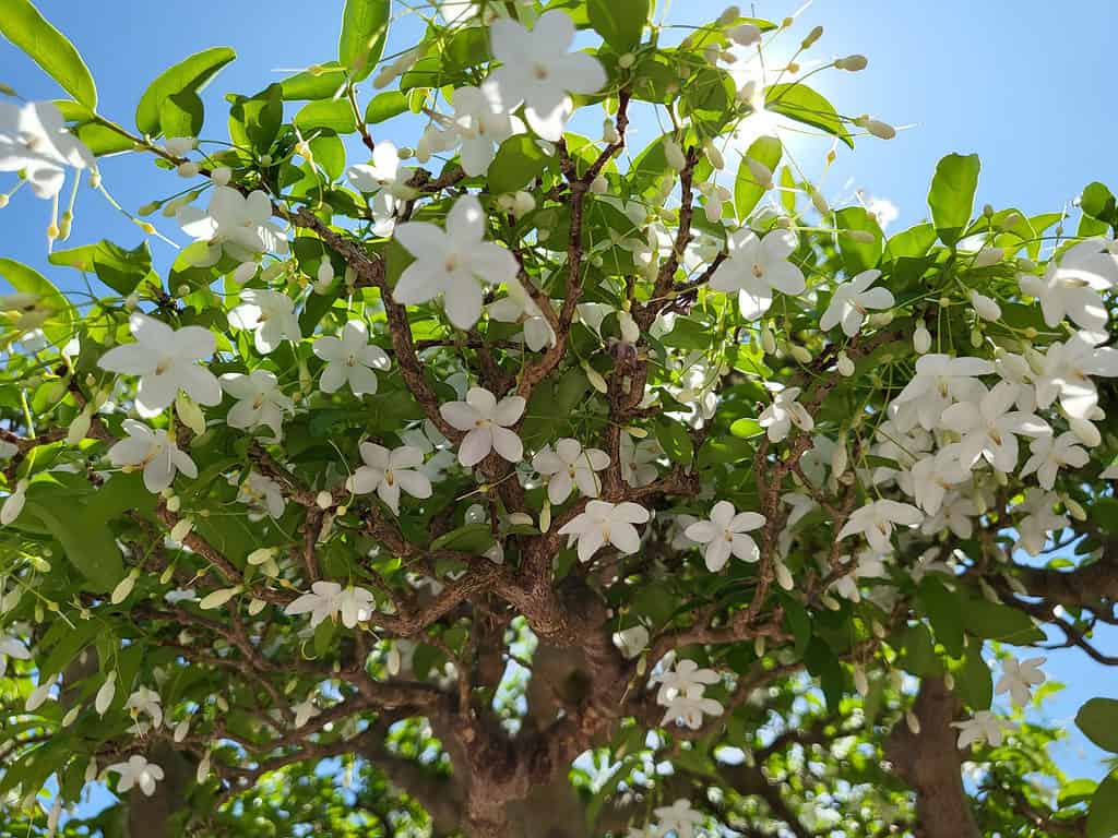 Bonsai in fiore