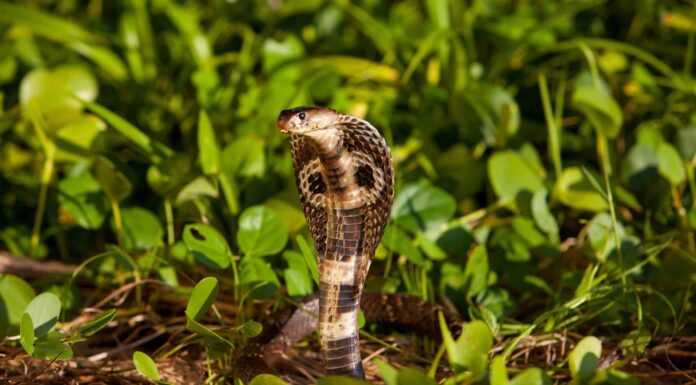 Guarda un King Cobra attaccare una Pit Viper in un'impressionante dimostrazione di dominio
