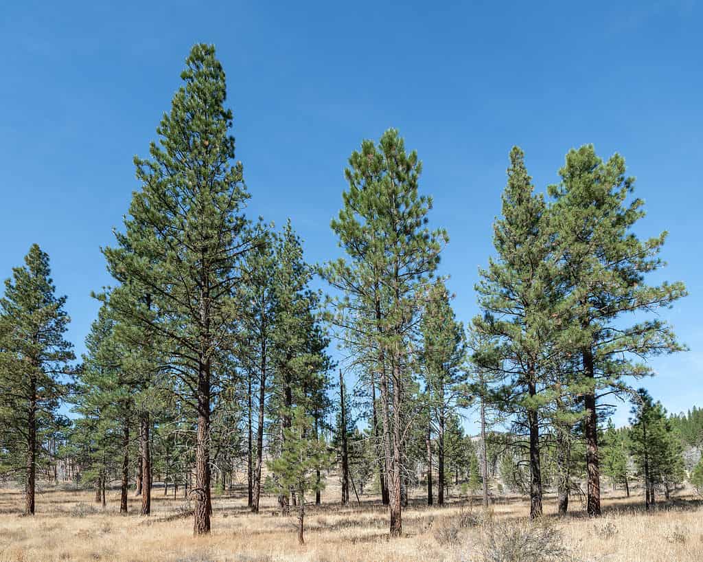 Il pino ponderosa può raggiungere altezze di oltre 200 piedi.