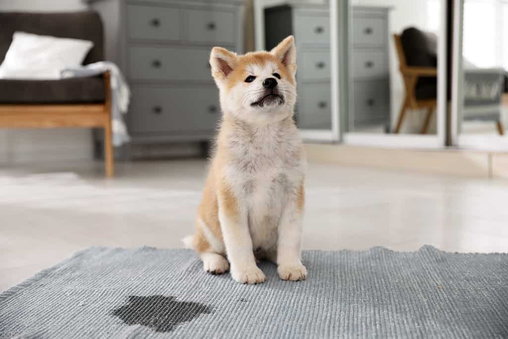 Cucciolo di Akita Inu accanto al punto umido - Il cane continua a fare pipì in casa