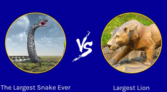 Battaglie epiche: il serpente più grande di sempre contro il leone più grande
