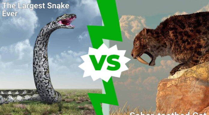Battaglie epiche: il serpente più grande di sempre contro un gatto dai denti a sciabola
