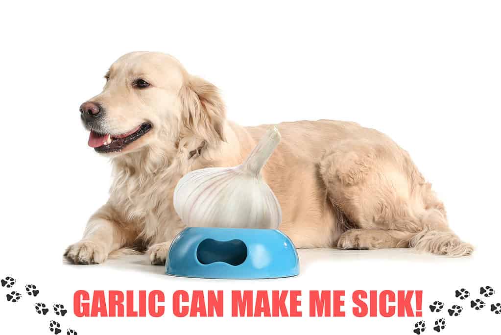 I cani non possono mangiare alcuna forma di aglio 
