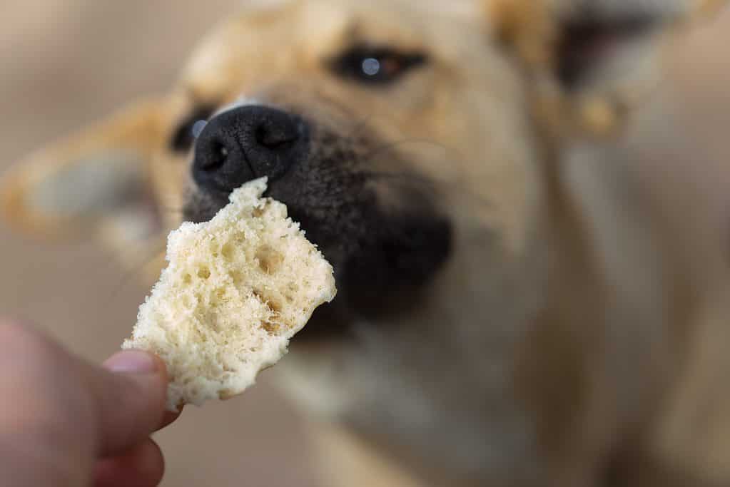 Cane che mangia un pezzo di pane
