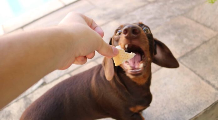 I cani possono mangiare il pane all'aglio?
