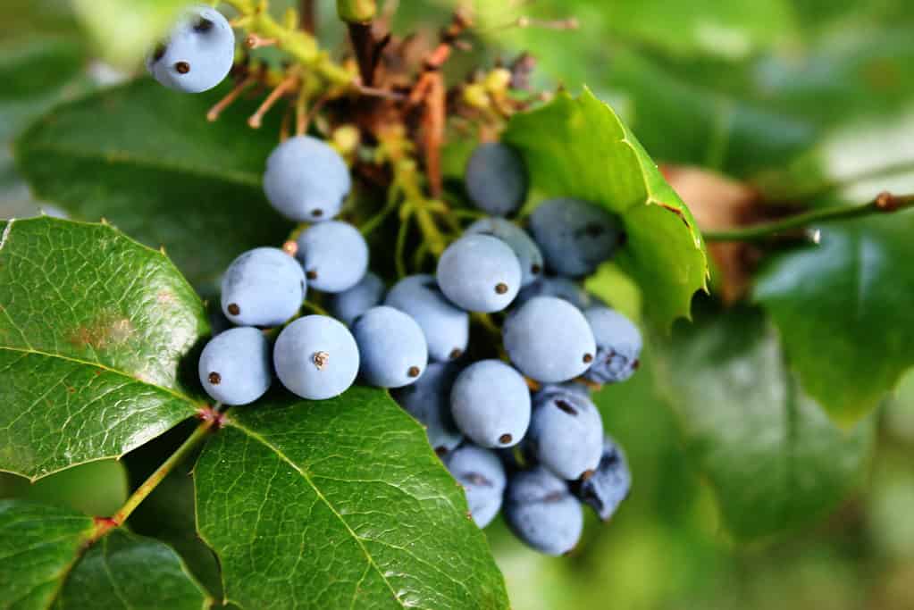 Fiore di stato dell'uva dell'Oregon (Mahonia aquifolium).