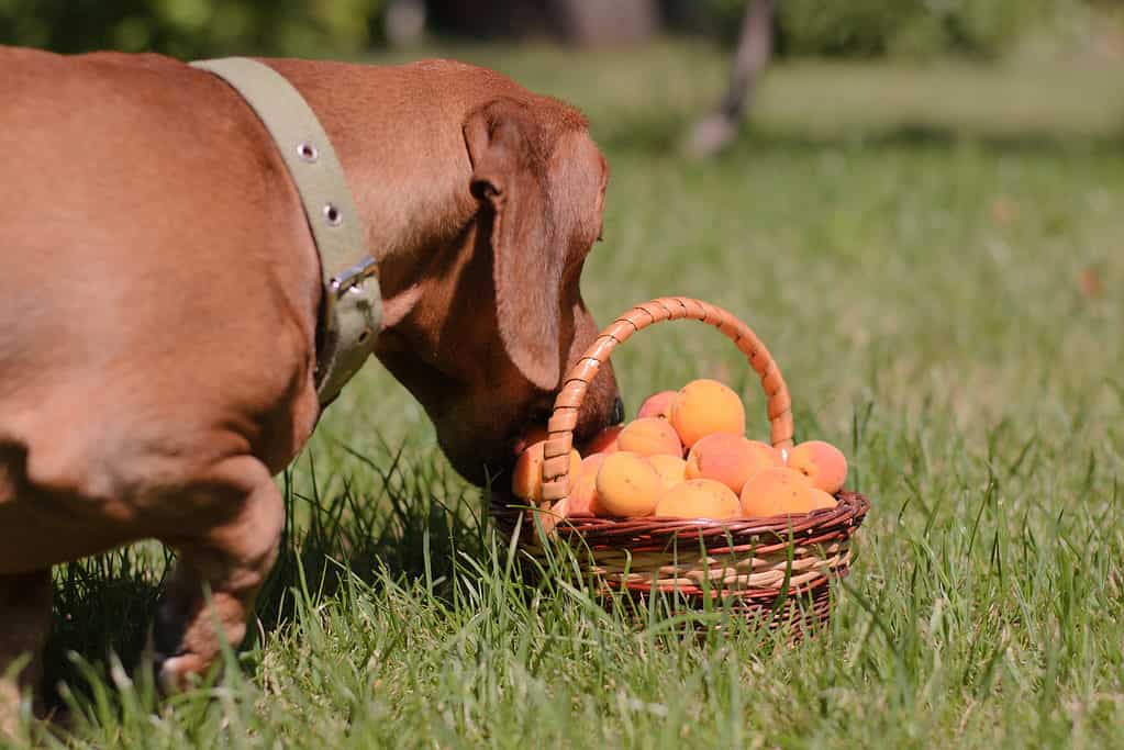 Le albicocche fresche possono essere una scelta migliore per i cani rispetto a quelle secche
