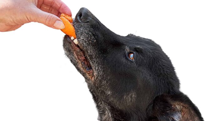 I cani possono mangiare albicocche secche?
