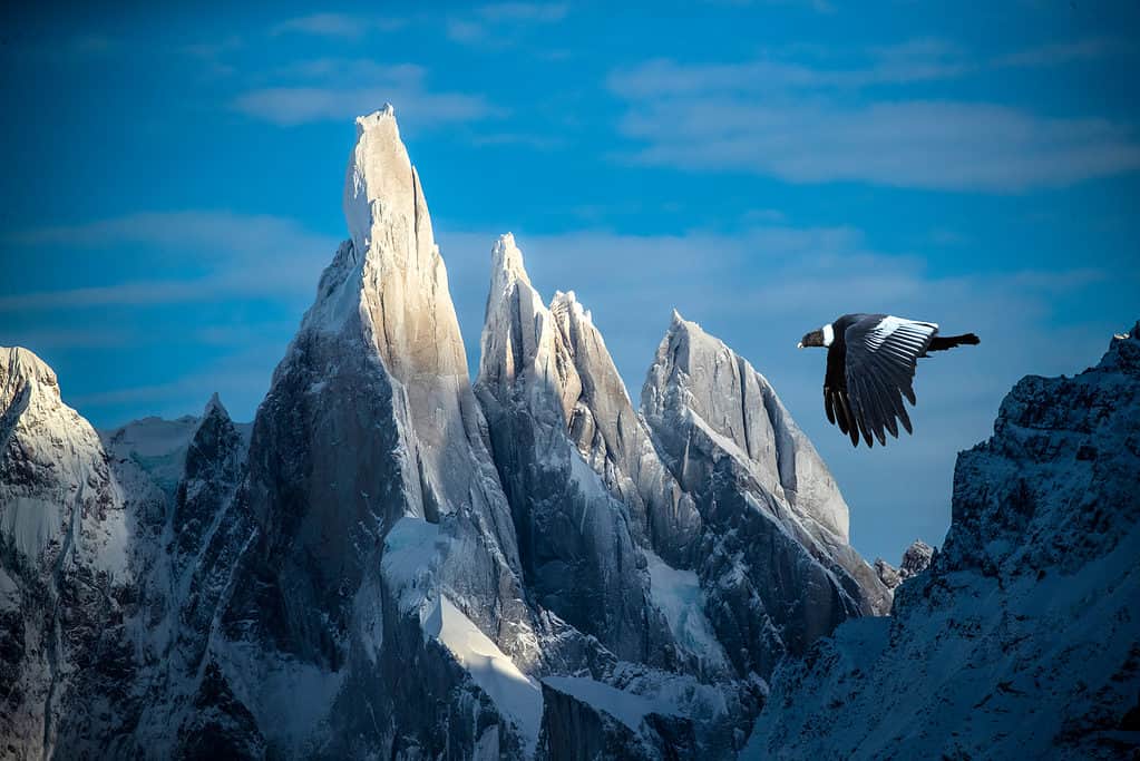 Condor andino che vola attraverso le montagne in Patagonia, Cile