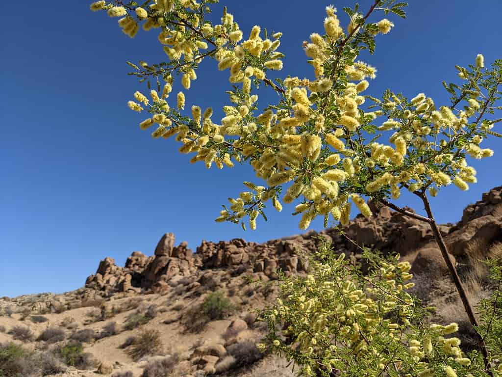 L'acacia catclaw germoglia fiori color crema giallastro in primavera.