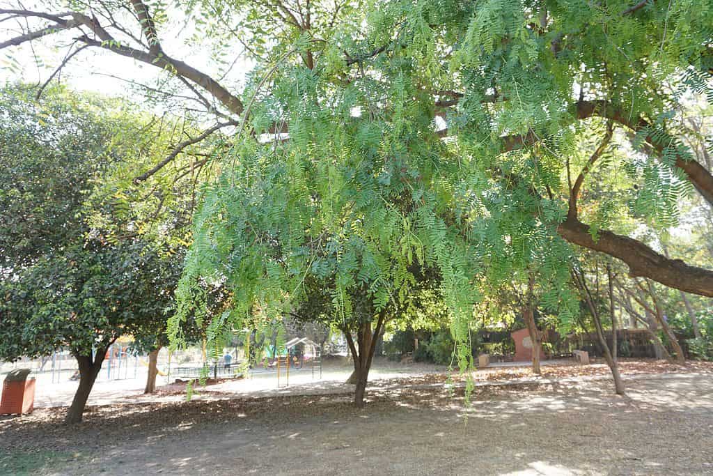 Il mesquite miele occidentale presenta foglie "verde mesquite".