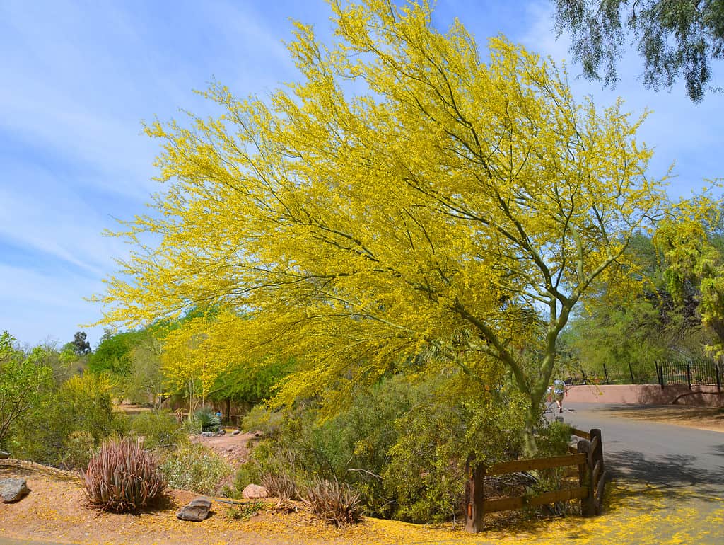 Il palo verde blu esplode di colore con foglie giallo brillante in primavera.