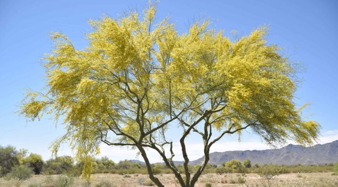 10 incredibili alberi originari dell'Arizona
