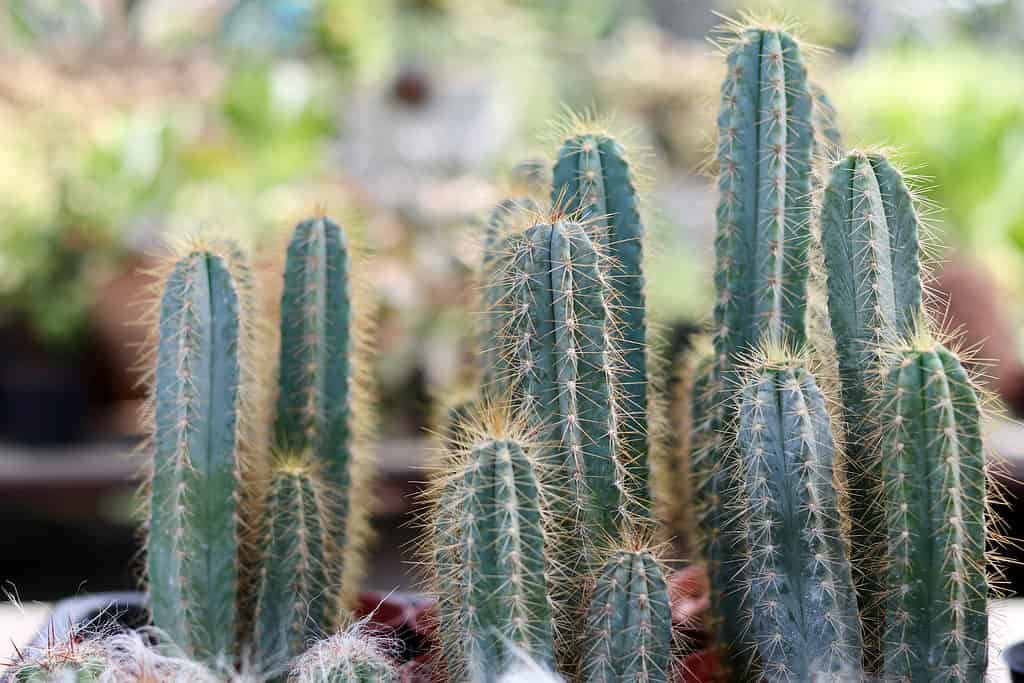 Il cactus albero è un cactus blu con spine dorate o arancioni.