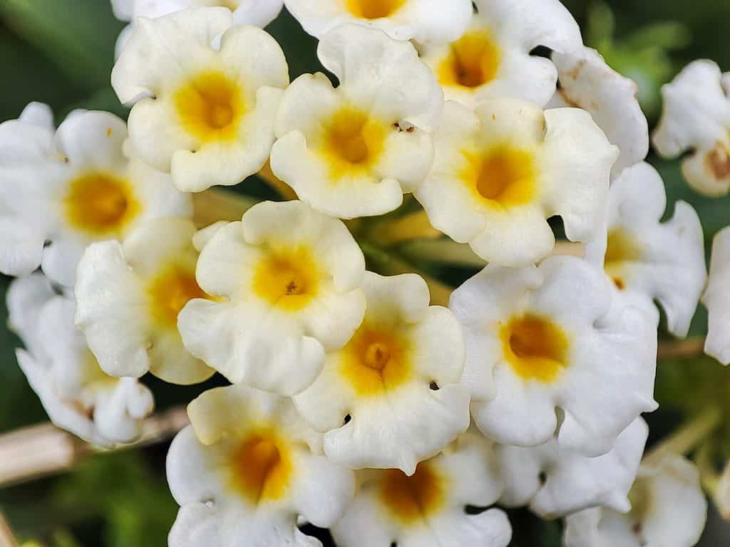 Buttonsage è un arbusto legnoso che produce grappoli di fiori dal bianco al lavanda. 
