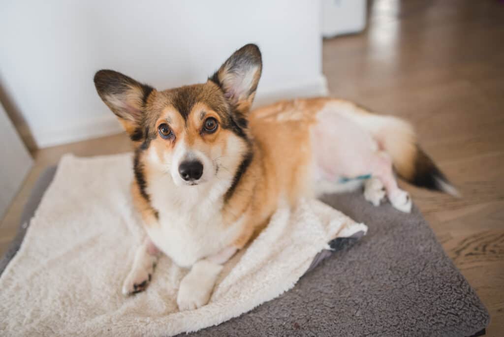 Cane Pembroke Welsh Corgi dopo un intervento chirurgico al ginocchio TPLO