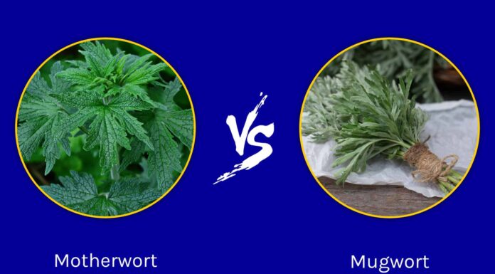 Motherwort vs Artemisia: quali sono le differenze?
