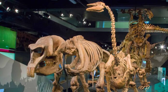 Questo gigantesco marsupiale una volta pesava 6.000 libbre e torreggiava sui giocatori NBA
