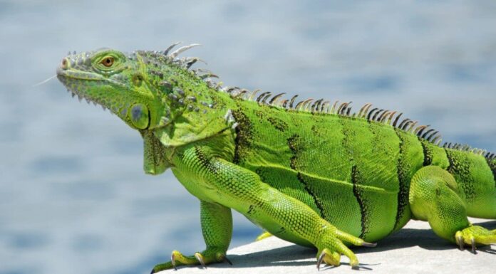 È inverno: ci saranno iguane che cadono in Florida?
