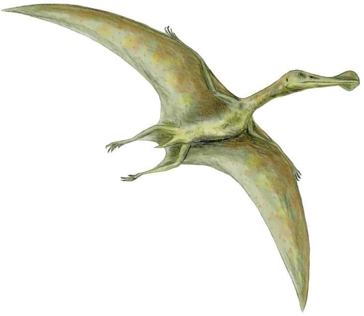Siamo Ornithocheirus, uno pterosauro, un rettile volante