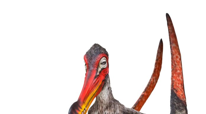 Incontra il dinosauro volante con un becco a forma di mazza e denti affilati come rasoi
