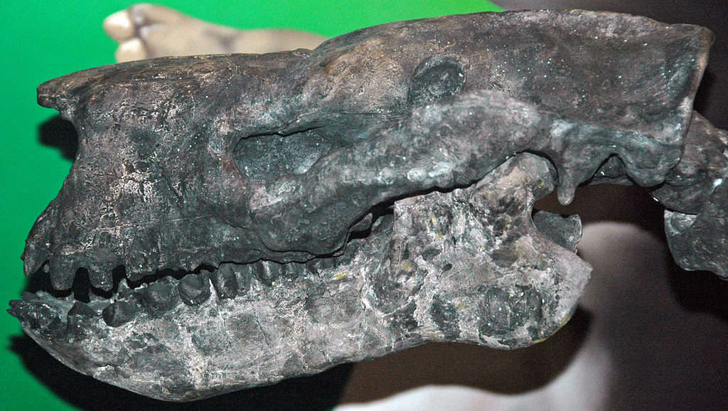 I fossili di Barylambda mostrano che erano erbivori