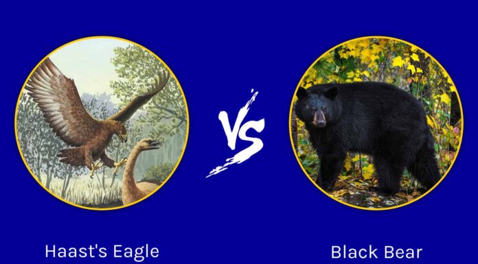 Battaglie epiche: l'aquila più grande di sempre contro l'orso nero
