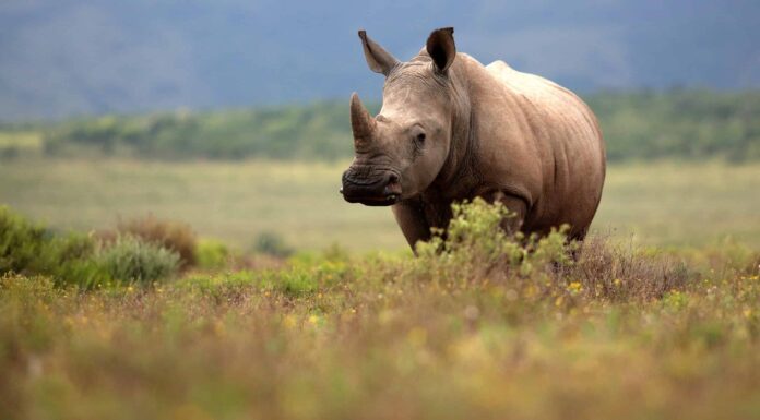 Guarda una mamma rinoceronte usare il suo enorme corno per spaventare il bejesus di un leone

