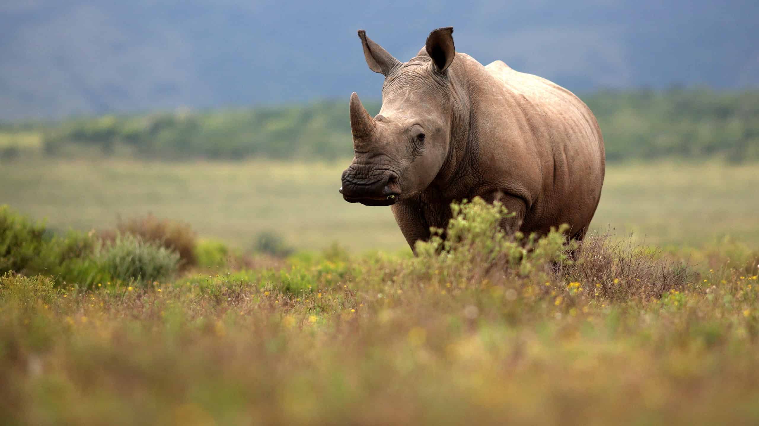 Rinoceronte che guarda l'obbiettivo