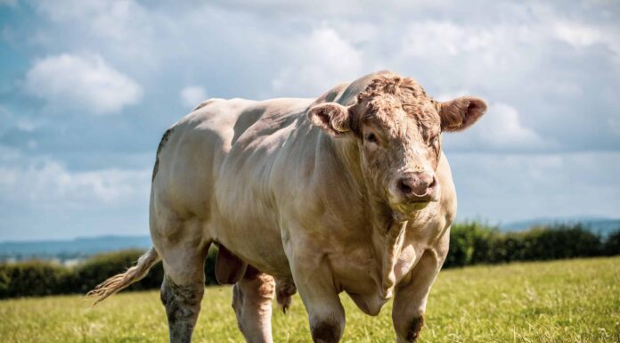 Questo toro albino delle dimensioni di Hulk è grande come un rinoceronte
