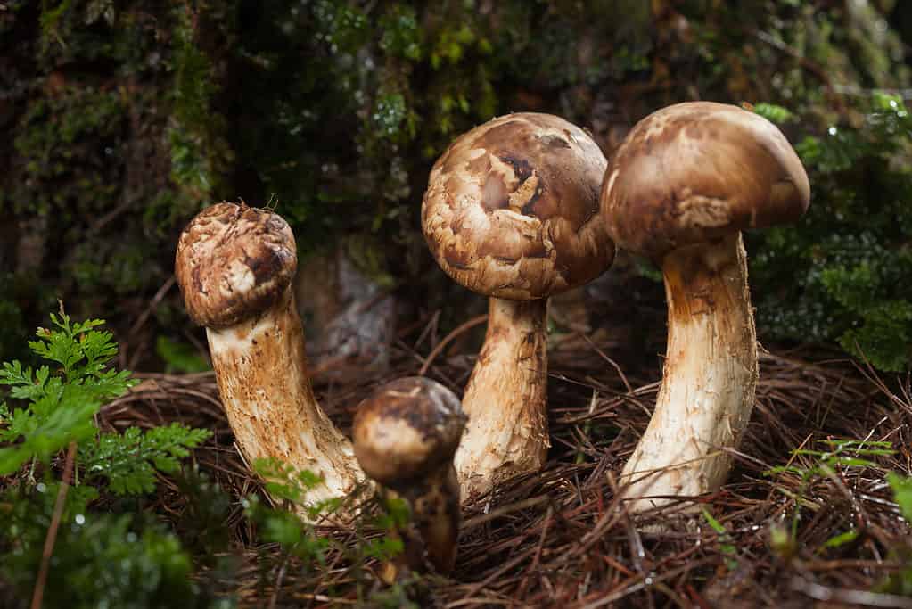 Funghi Matsutake che crescono nei boschi