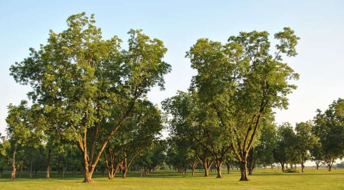 Pecan grove