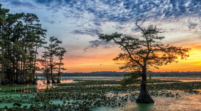 15 bellissimi alberi originari della Louisiana
