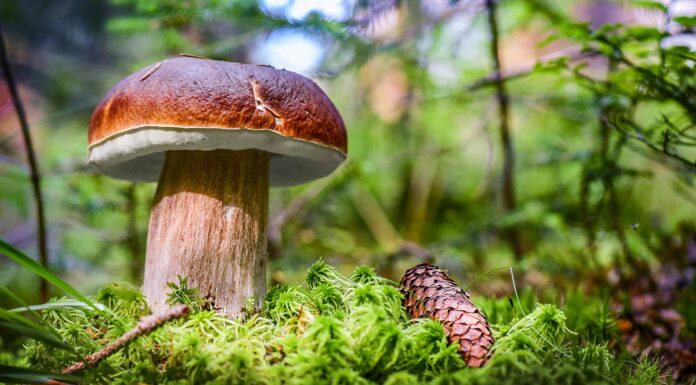 Caccia ai funghi in Alaska: una guida completa
