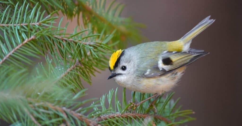 I più piccoli uccelli-Goldcrest