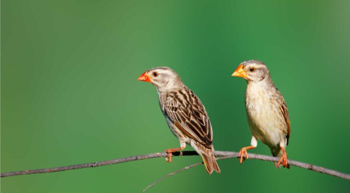 10 tipi di piccoli uccelli con immagini
