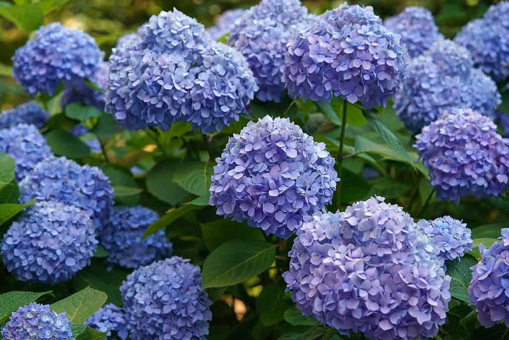 Ortensia BloomStruck con fiori viola e blu.