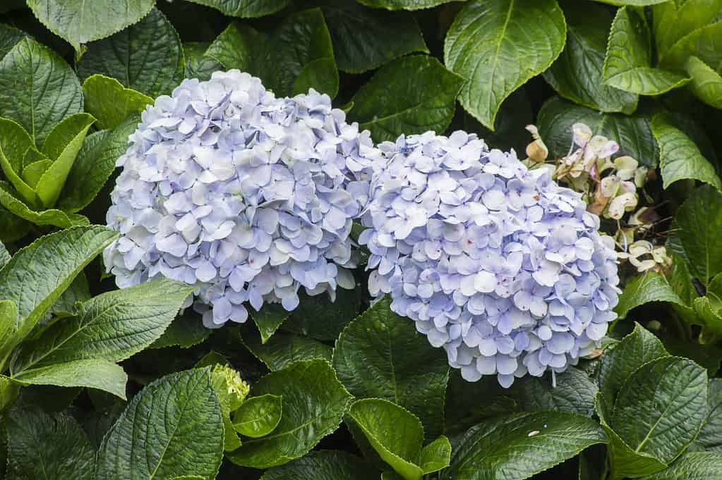 L'Hydrangea macrophylla Endless Summer® è usata come arbusto decorativo