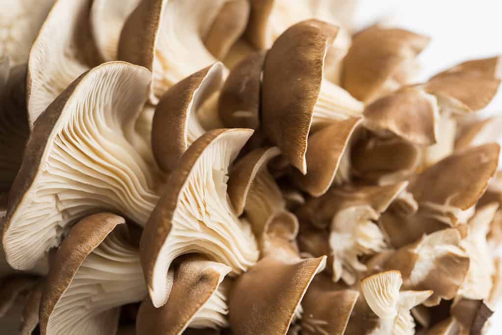 Funghi di ostrica che crescono in un grappolo