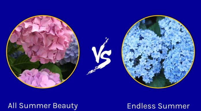 Hydrangea All Summer Beauty vs Endless Summer: sono la stessa cosa?
