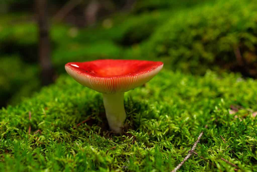 Fungo russula con cappuccio rosso in muschio