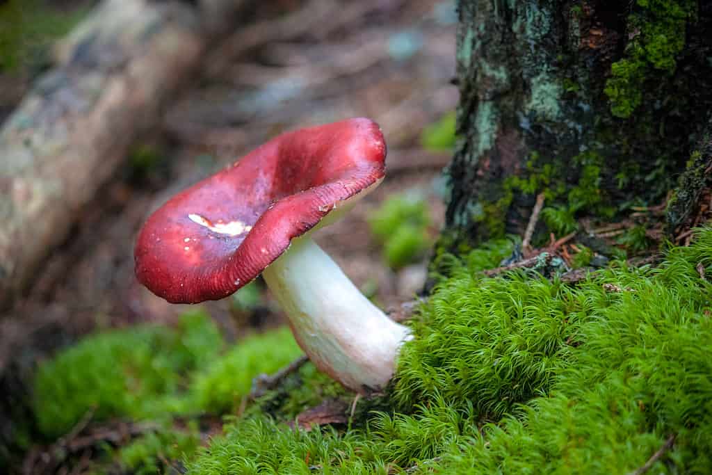 Fungo russula con cappuccio bruno-rossastro che cresce nel muschio
