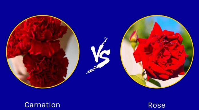 Garofani contro rose: quale fiore è migliore?
