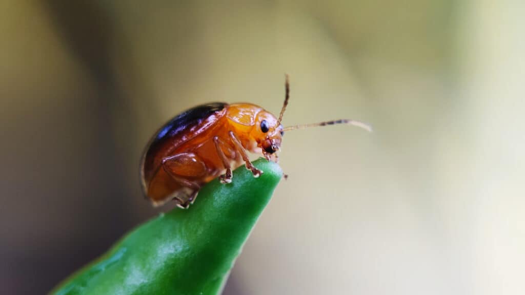 Uno scarabeo delle pulci marrone