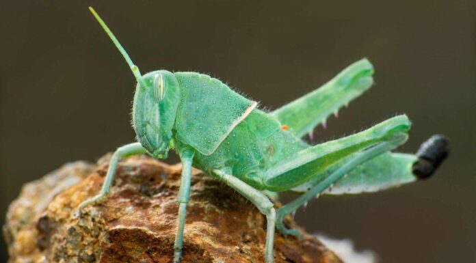 13 insetti che sembrano pulci (e come individuare la differenza)
